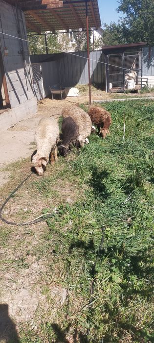 Продам тохты кошкарчики 5 штук
