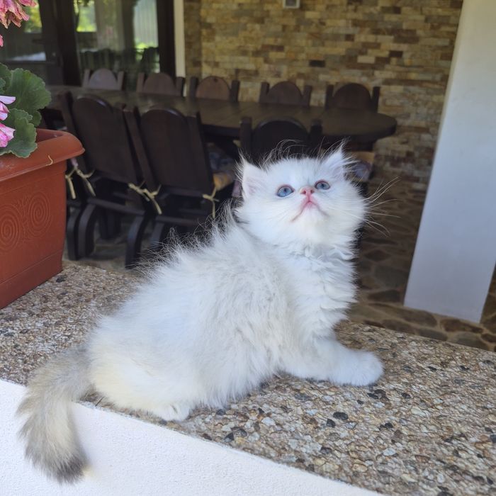 British shorthair cu Pedigree