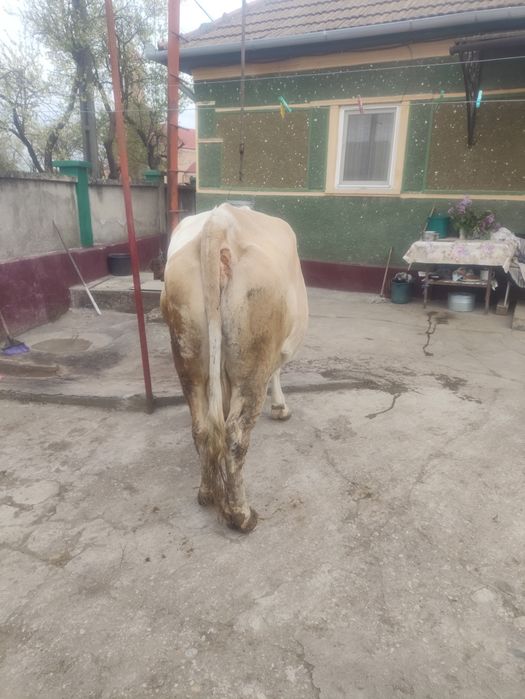 De vînzare vaca de 8 ani