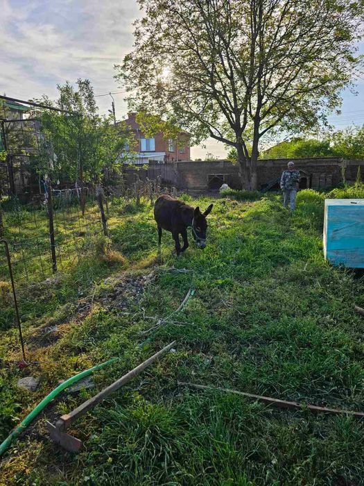 Продавам женско магаре, 11 месечно