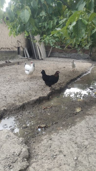 продам 14 кур и 1 петух