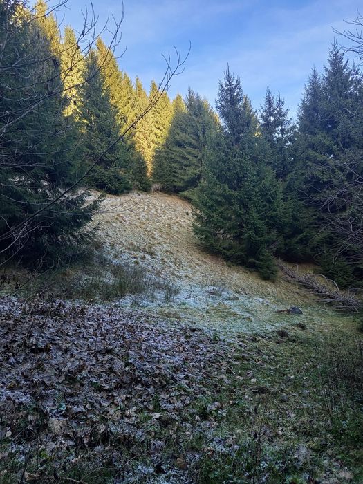 Vând teren cu pădure