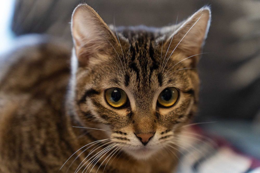 Котёнок девочка 7 месяцев