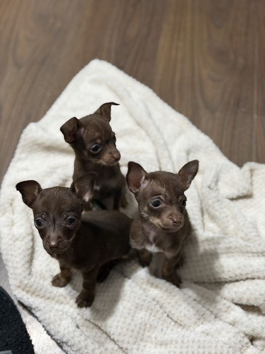 Той терьер щенки