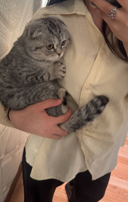 Британская шилшила мальчик продаю