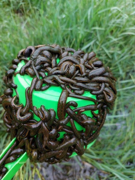 Сұрыпталған пиявки баку