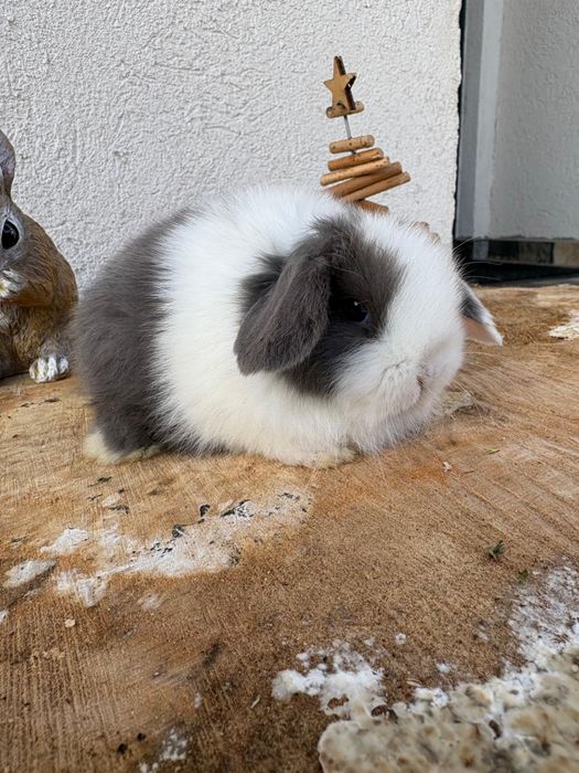 Iepuri pitici de companie berbec pitic/mini lop/holland lop
