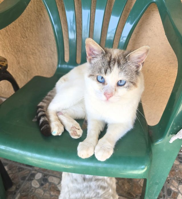 Motan spre adopție