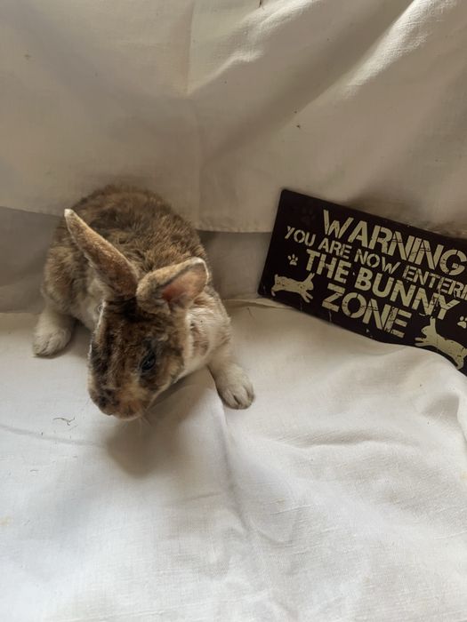 Iepurași Holland Lop  și Rex pitic ! Citiți descrierea anunțului