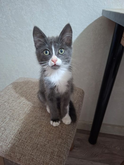 Котята  2  месяца