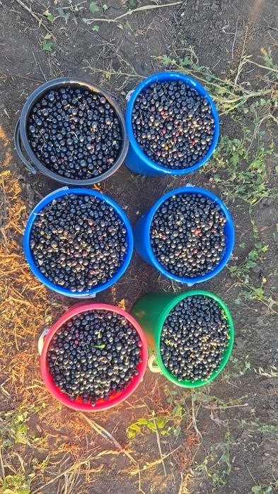 Продам смородину. Свежий дикая.