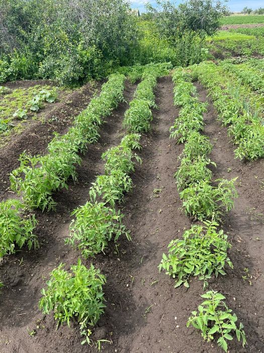 Продам дачу в 21 колективе