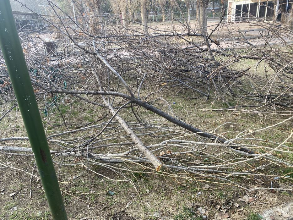 Ветки, дрова бесплатно