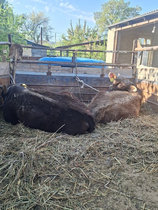 Продам быка бұқа сатылады бык корова