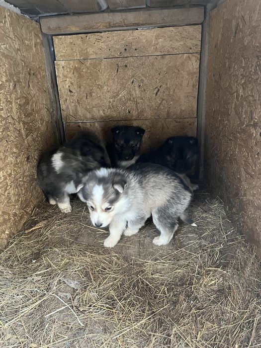 Щенята отдам в добрые руки