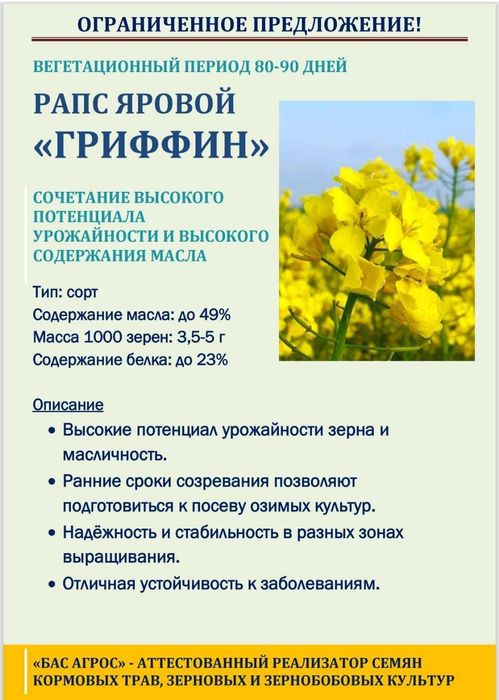 продам протравленные семена рапса масличного