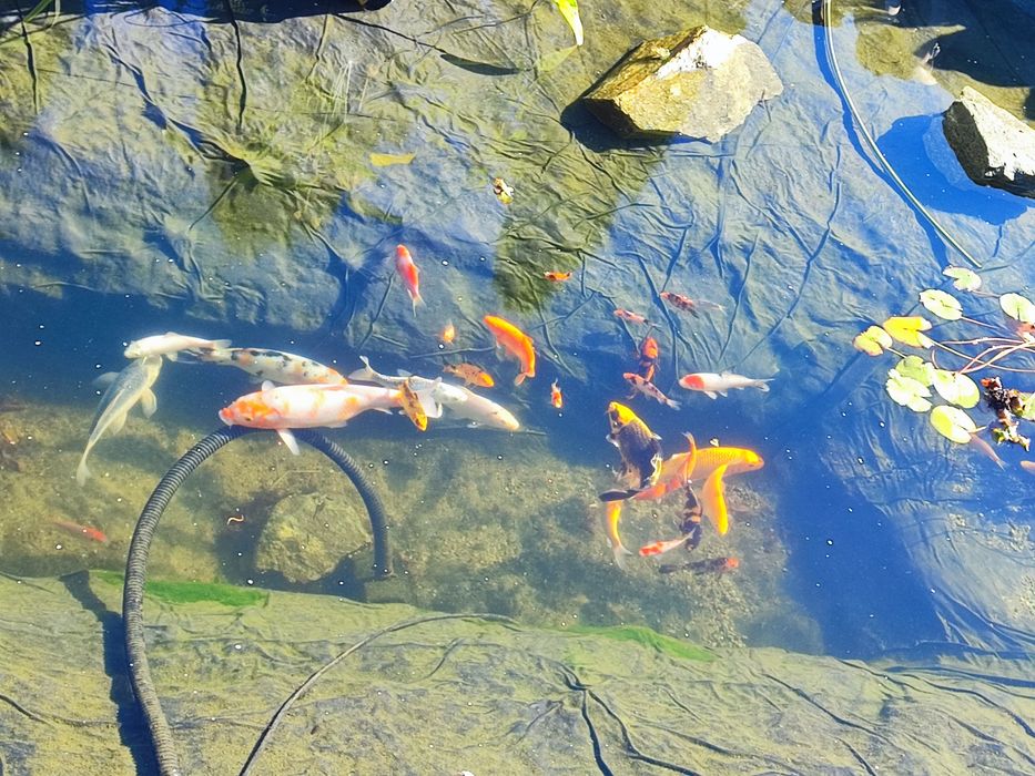 Crap koi pești ornamentali iaz coi carași