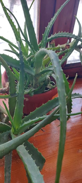 Алое   и   комнатные    цветы