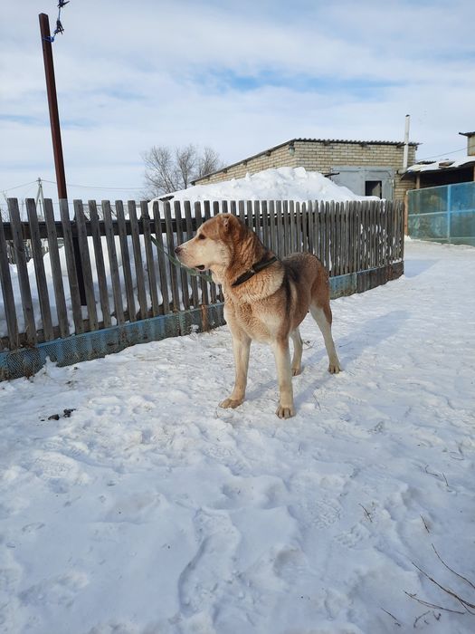 Продам суку 2года