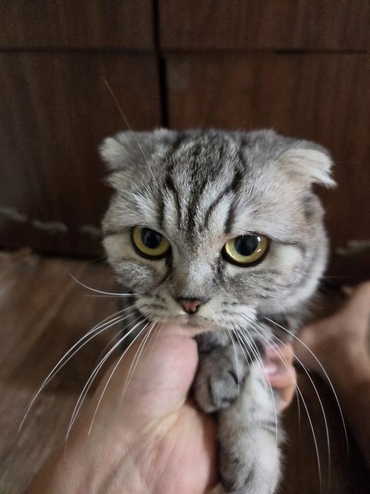 Кошка породистая