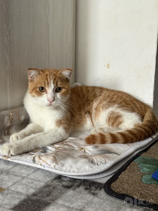 Отдается в хорошие руки рыжий кот кострат спокойный тихий рыжий