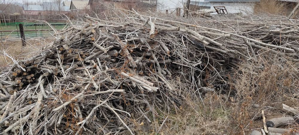 Дрова карагач и клён