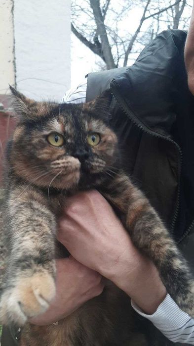 Отдам кошку в хорошие руки
