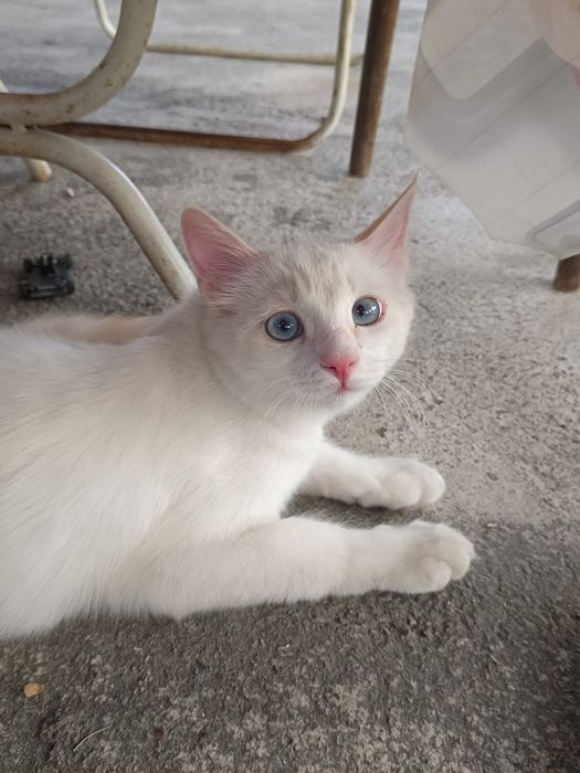 уйинкарок шух кувнок мушукча