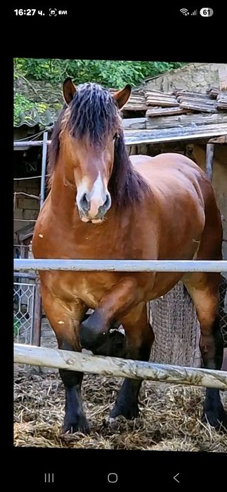Жребец 4Годишен.цена при бартер 12000лв.