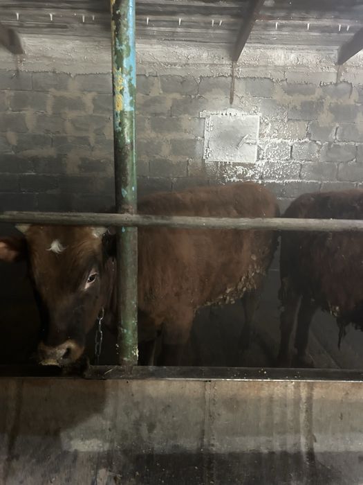 Продается бычки годовалые