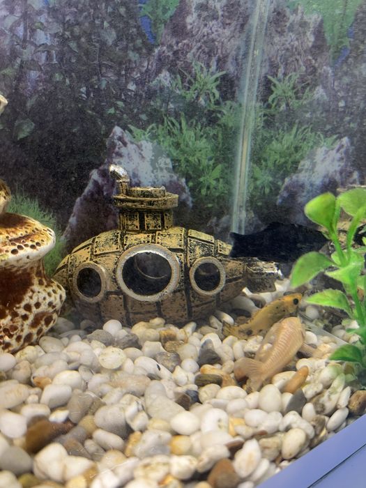 Продам аквариум с рыбками и еще много чего