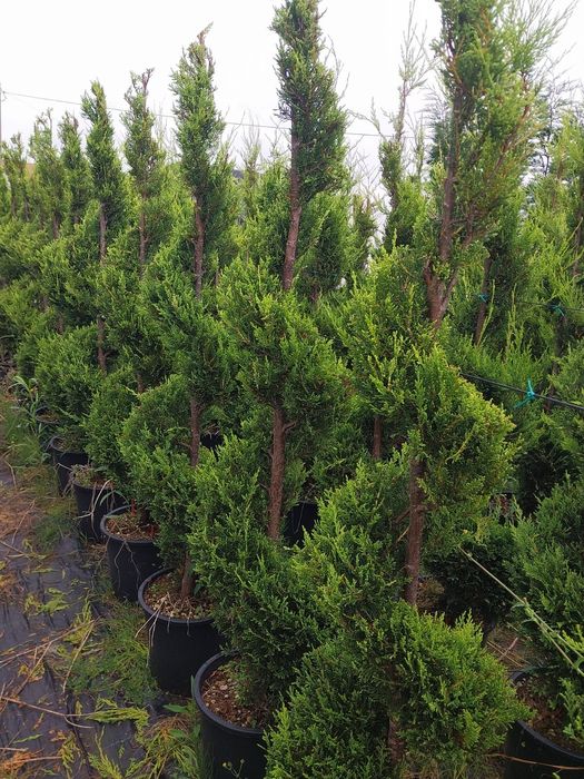 Thuia leilandi   chiparos la comanda