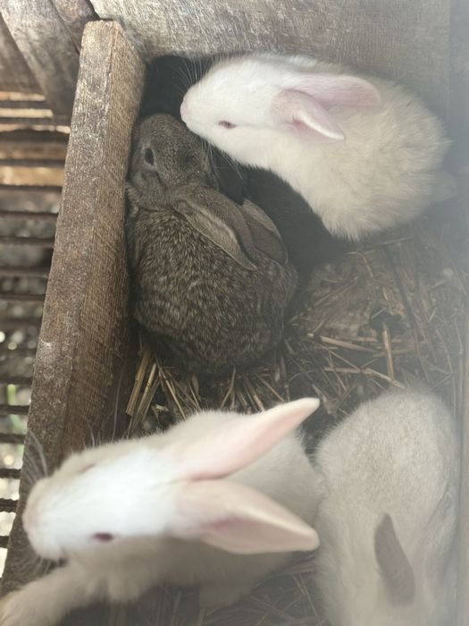 Pui de iepure + mama