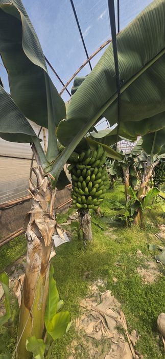 Banan koʻchati xaqiqiy