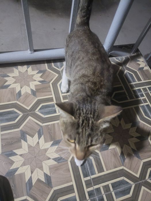 Кошка от дам дором