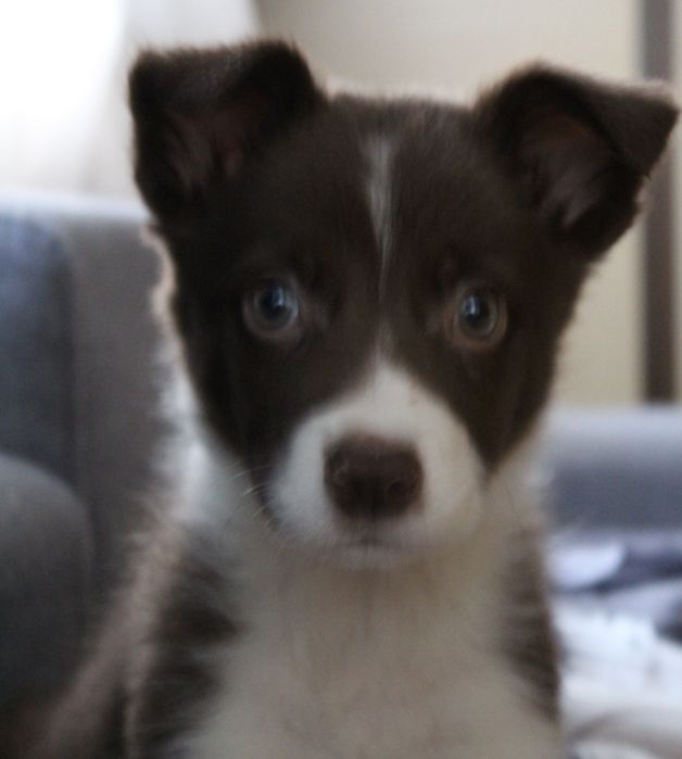 бордер колли щенок