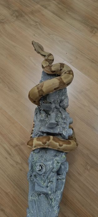 Продам императорского удава