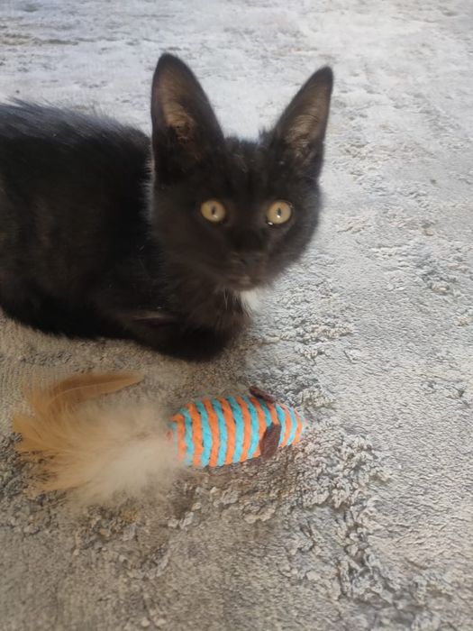 Котенок девочка ищет дом