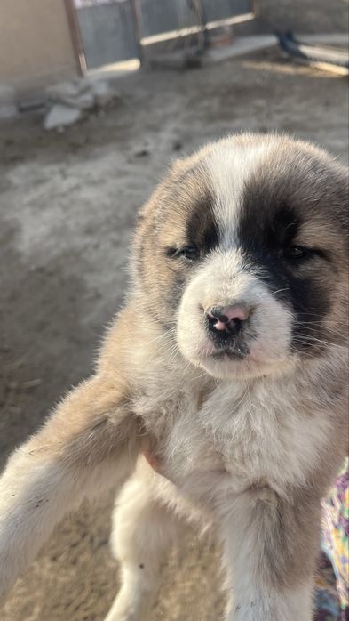 Төбет күшік сатылады