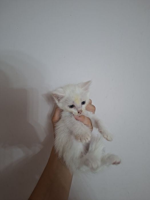 Отдам котят в хорошие руки бесплатно