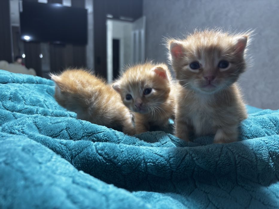 Шотландские вислоухие котята