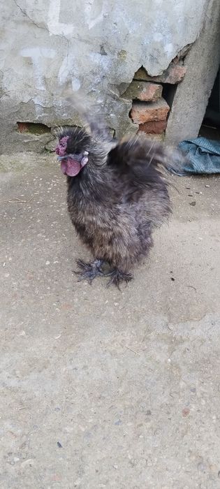 Cocoși mătase japoneză