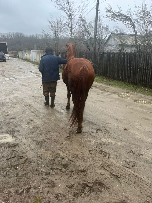 Vînd iapă foarte cuminte de 4 ani pe 5 or ce probă