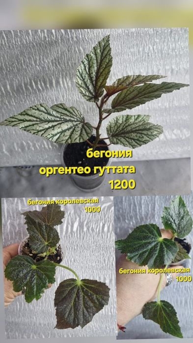 Цветы домашние разные