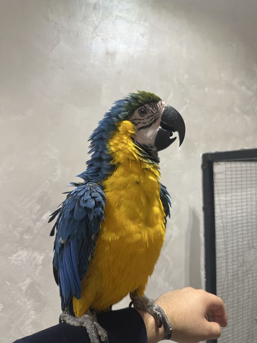 сине желтый ара