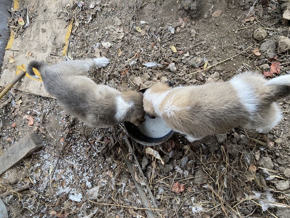 Срочно продам щенки Алабая (САО)