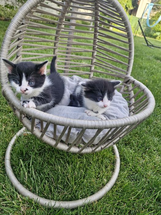 Подарявам малки котета