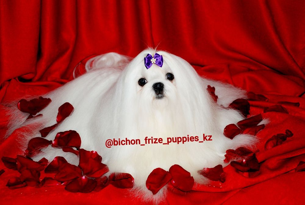 Мальтезе мальтийская болонка