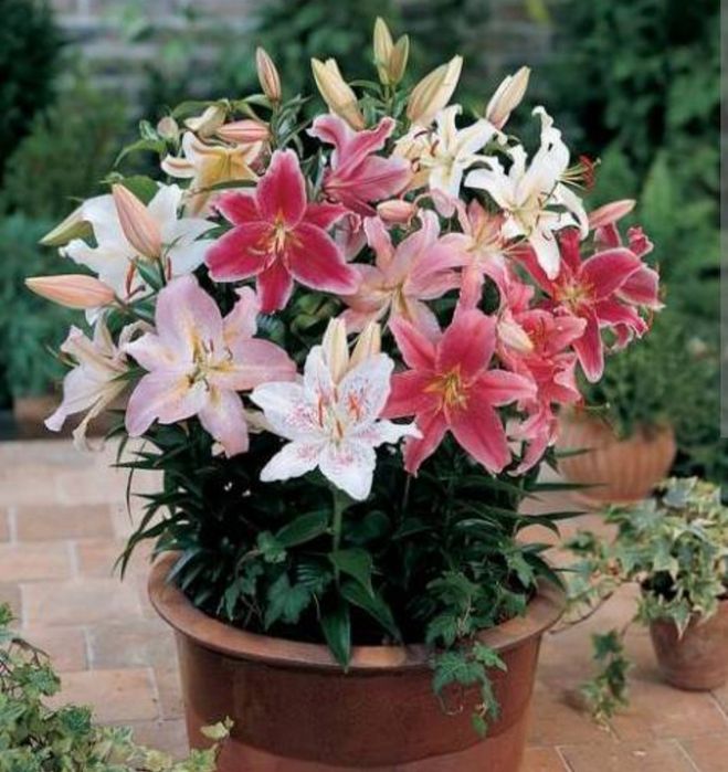 Лилия гули боллари Детки лилии