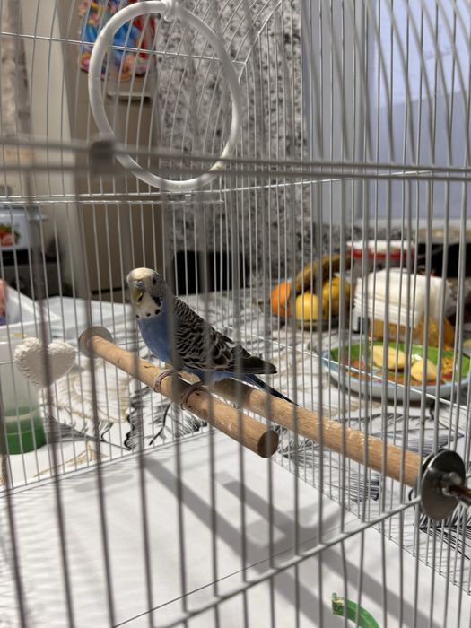 Продам волнистого попугая